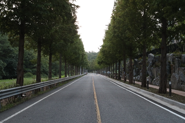 두왕 메타세쿼이이길 준공식_3