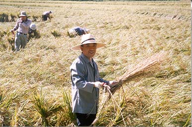 농촌일손돕기 행사참여_0